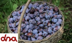 frutta_08-300x182