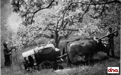L’agricoltura negli anni ’60