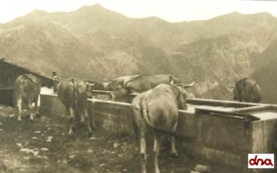 L’allevamento negli anni ’60