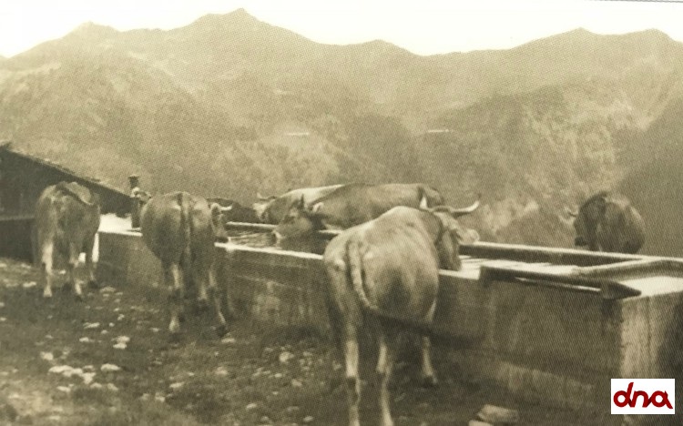 L’allevamento negli anni ’60